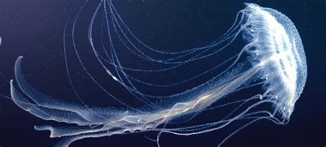 Cuhk Researchers Decode Jellyfish Genomes And Discover The Presence Of