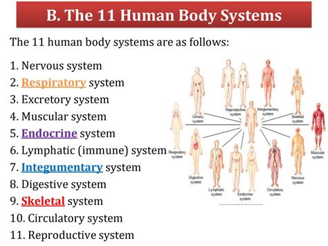 11 Human Body Systems And Their Functions