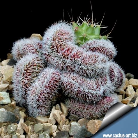 Its tubercles, between which there is a thick down, are very pronounced, close together and firm (hence the name 'compressa'). Mammillaria compressa cv. "Yokan"