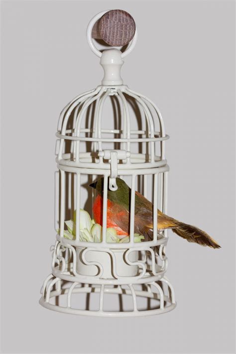 Bird In Cage Free Stock Photo Public Domain Pictures