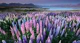 Lupin Flower Wallpaper Images