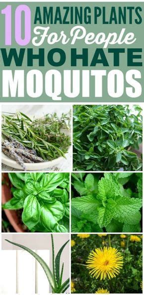 10 Houseplants Thatll Keep Mosquitos Away Mosquito Repelling Plants