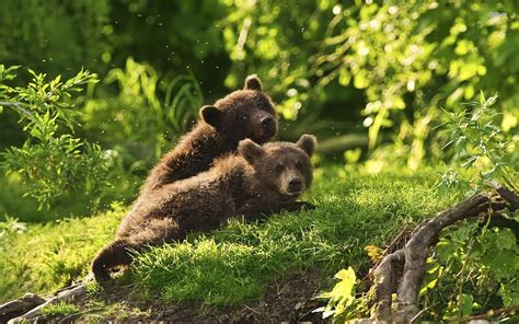 Animals Cubs Bears Baby Animals Wallpapers Hd