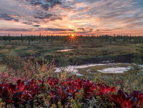 One Summer Evening In Tundra On The Yamal A Peninsula Located In The