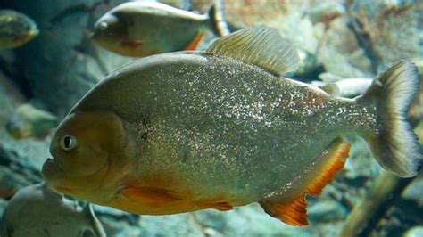 Gambar ikan piranha juga bisa menggonggong seperti anji. Bocah Tinggal Tulang Dimakan Gerombolan Ikan Piranha - Bangka Pos