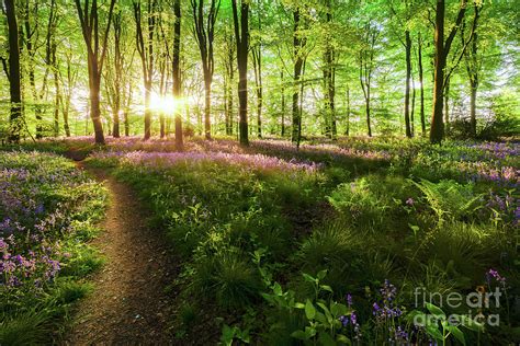 Dawn Sunrise In Bluebell Forest In England Photograph By Simon Bratt