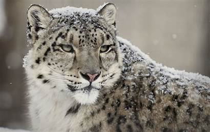 Leopard Snow Mac Os Cool