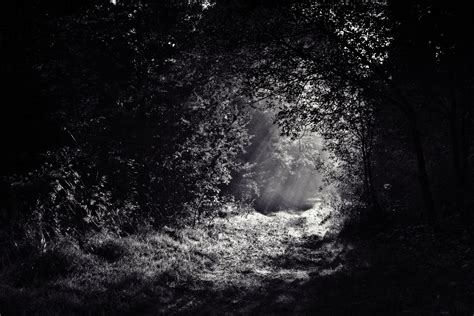 Free Images Nature Forest Path Pathway Light Black And White