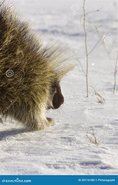 Porcupine In Winter Stock Photo Image Of Wildlife Grassy 20116180