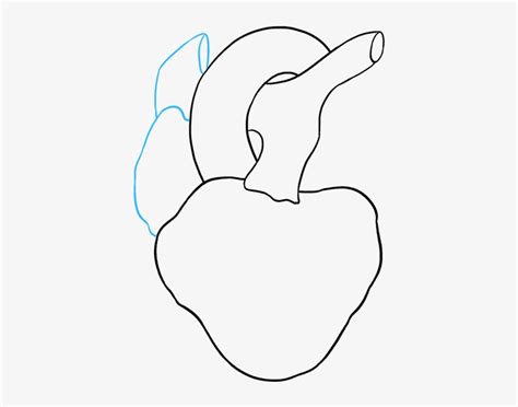 How To Draw Human Heart Drawing Transparent Png X Free