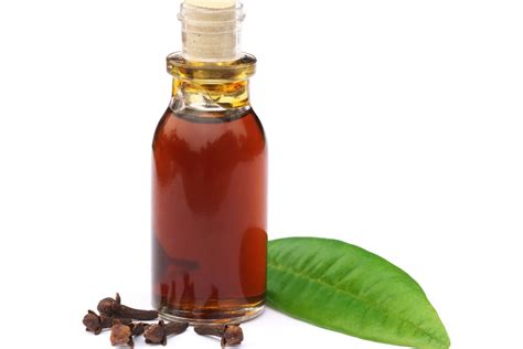 Clove Leaf Essential Oil 05 Oz To 10 Lbs Shay And Company