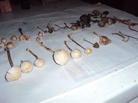 Need Help Id Philippines Mushroom Hunting And Identification