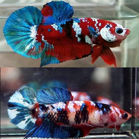 Betta Siamese Fighting Fish Koi Galaxy Red Halfmoon Plakat Male