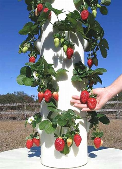 Tower Garden By Juice Plus Fiorita Forum Medium