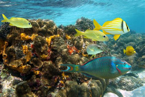The Caribbeans Best Underwater Treasures Royal Caribbean Blog