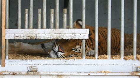 Animal Captivity In Zoos
