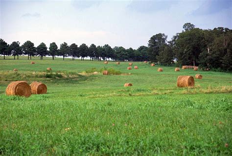 Hay Bales In A Hay Field In Tn Us Geological Survey