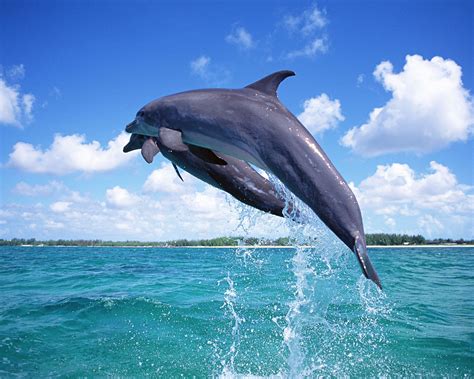 ~♥ Dolphins ♥ ~ - Dolphins Wallpaper (10346708) - Fanpop