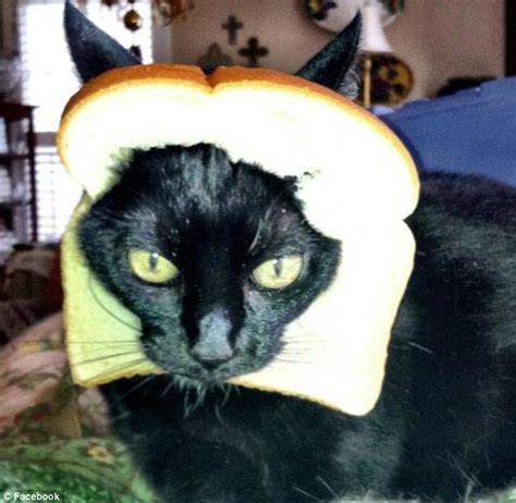 Has The Internet Completely Lost It Dressing Up Cats With Bread Is The