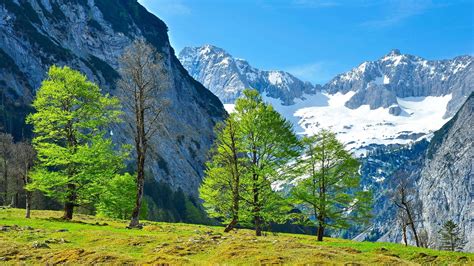 Young Foliage On The Trees In The Mountains Wallpapers And