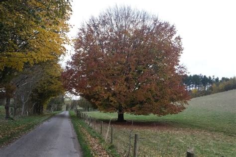 Beech Tree In Autumn Colours © Bob Harvey Geograph Britain And Ireland