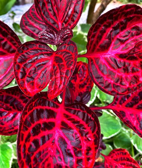 10 Spectacular Red Foliage Tropical Plants For Your Garden Dengarden