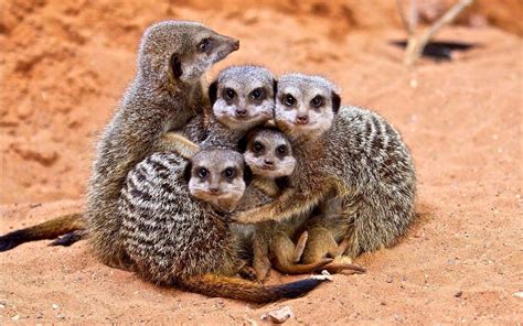Animals Meerkats Baby Animals Sand Wallpapers Hd Desktop And
