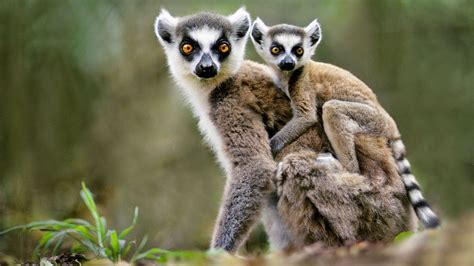 Madagascars Most Famous Species Is Near Extinction