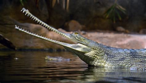 Study Nasal Problem Plagued Long Nosed Crocodile Relatives Box New