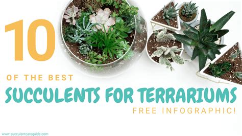 These succulents have vibrant, fleshy leaves which make them look so distinctive. 10 Best Succulents for Terrariums - Free Infographic!