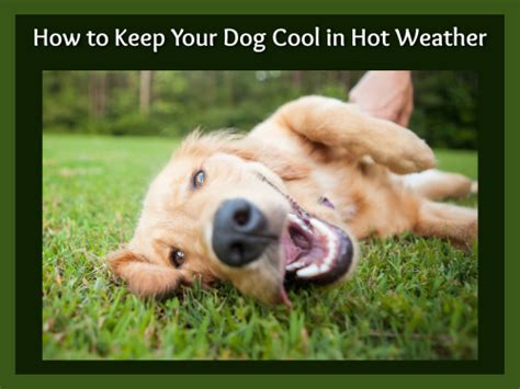 How To Keep Your Dog Cool In Hot Weather Laptrinhx News