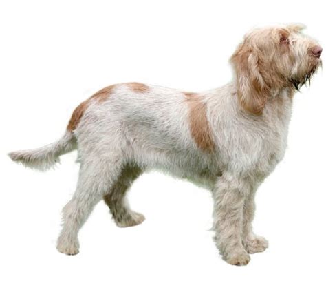 Spinone Italiano Dog Breed Facts And Information Wag Dog Walking
