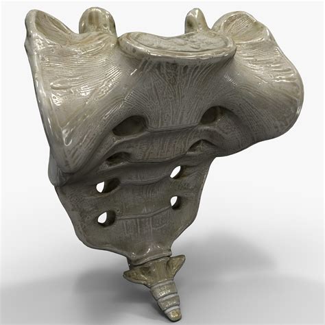 3d Model Tailbone Bone