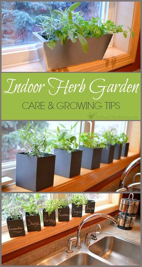 Despite The Fact That Growing Herbs Indoors Is Popular They Can Be