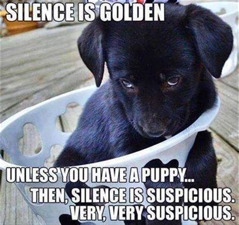 Silence Is Golden Unless You Have A Puppy 9buz