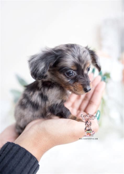Look at pictures of maltese puppies who need a home. Miniature Mini Dachshund Puppies For Sale by TeaCups ...