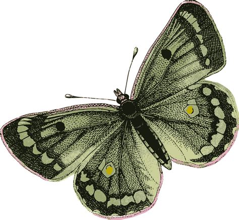 OnlineLabels Clip Art - Green Butterfly png image