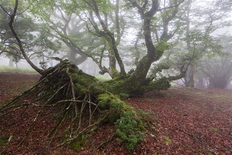 Fallen Beech Tree At Mt Amagi By Chikara Komura 2015 Photography