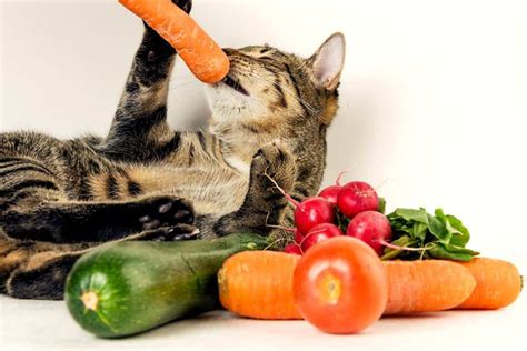 Human Foods That Are Safe To Feed Cats