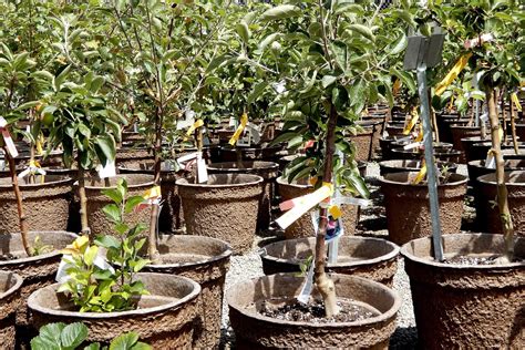 Temperate fruits are largely made up of deciduous fruit trees. Deciduous Fruit Trees - Berkeley Horticultural Nursery ...