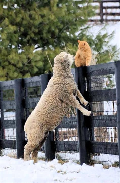 Sheep And Cat Animals Friendship Cute Animals Animals