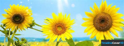 We did not find results for: Sunflowers 2 23 Facebook Timeline Cover Hd Facebook Covers ...