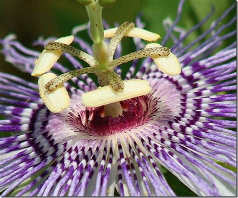 Many passiflora species are under severe threat in their natural habitats, so it is important this is why the best time for cuttings may be spring rather than when the plants are in full flower. passion flower | Planting flowers, Passion flower, Flowers