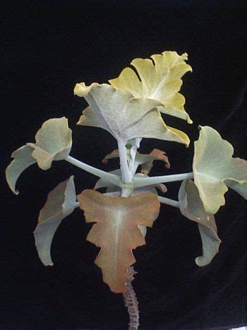 Your succulents will be hand picked from our stock of 2.25 varieties. Velvet Elephant Ear - (Kalanchoe beharensis) | Plantas ...
