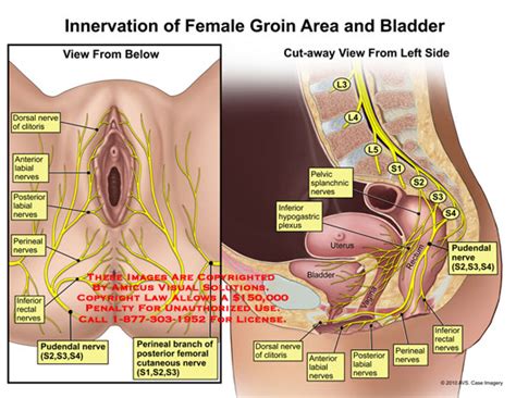 Posted by anonymous on jan 29, 2014. Innervation of Female Groin Area and Bladder