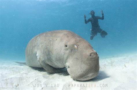 Dugongs are related to manatees and are similar in appearance and behavior— though the dugong's tail is fluked like a whale's. Dugongs in Busuanga Trip Report - PaparazSea