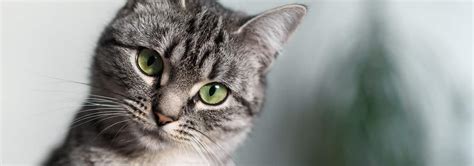 Cat + torbie + bob tail + friendly + short legs + medium fur. Domestic Shorthair Cat Breed: Personality & Info | Hill's Pet