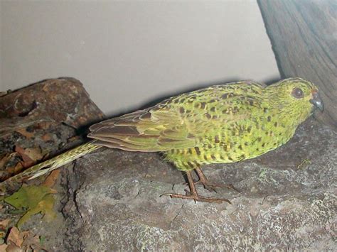 Trained Parrot Blog Carolina Parakeet Kakapo Rare Extinct Parrot