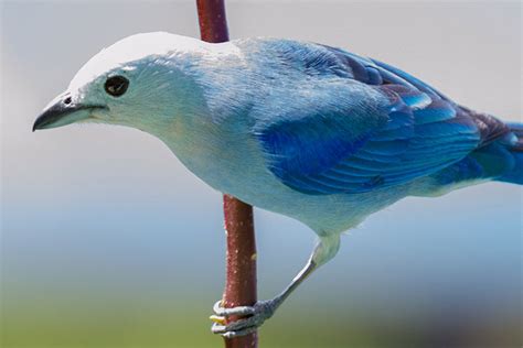 Tobago Birdwatching The Mytobago Guide To Birding On Tobago