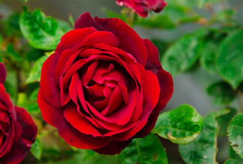Kiti pirkiniai, dovanos, atvirukai ir atributika, pirkiniai, gėlių parduotuvės. A Rose For... by Floris ~ Niche Perfumery